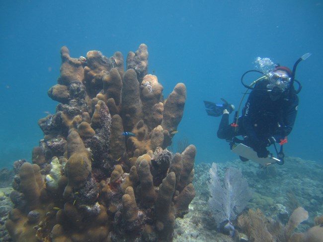 female scuba diver by large piece of coral