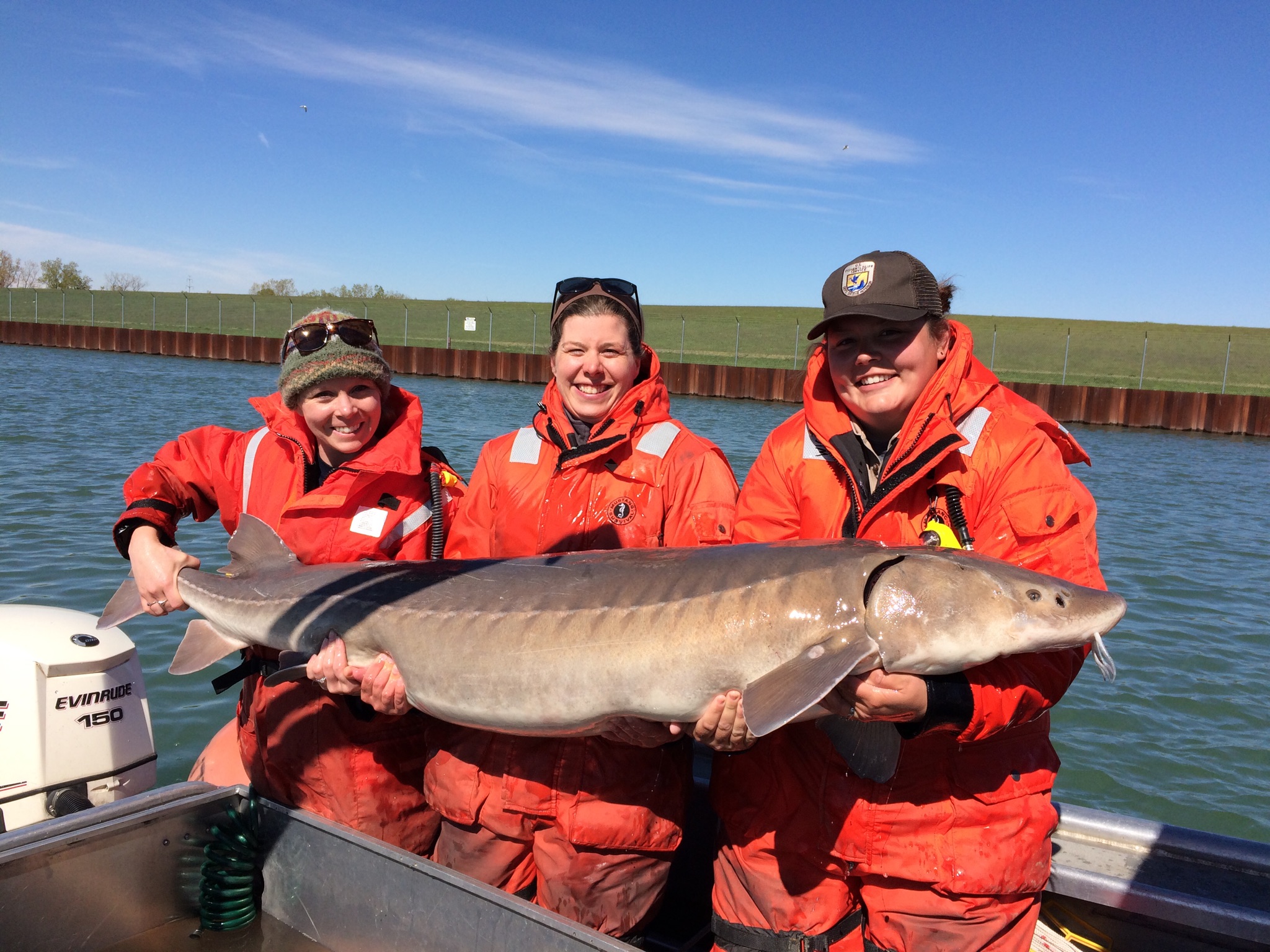 Three women in orange life suits stand in a motor boat holding a huge fish in their arms. It is a little longer than they are wide, and greyish brown with small fins and nose feelers.