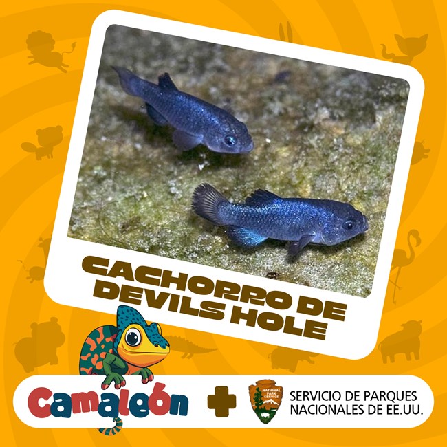 Two blue fish with the caption "Cachorro de Devils Hole" are surrounded by an orange background. At the bottom, the text "Camaleón + Servicio de Parques Nacionales de EE.UU."