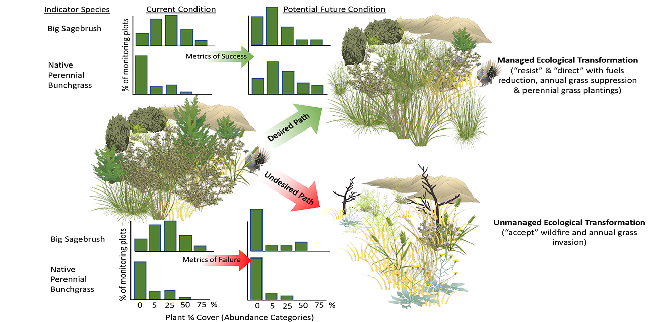 Comparison of desired and undesired potential future conditions for sagebrush indicator species. The desired path has more dispersed big shrubs, and more native bunchgrasses. The undesired path has very few shrubs, and lots of non-native annual grasses.