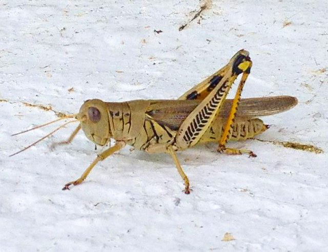 Differential grasshopper, Melanoplus differentialis. One of several crop-eating grasshoppers found in Promontory, Utah. NPS photo.