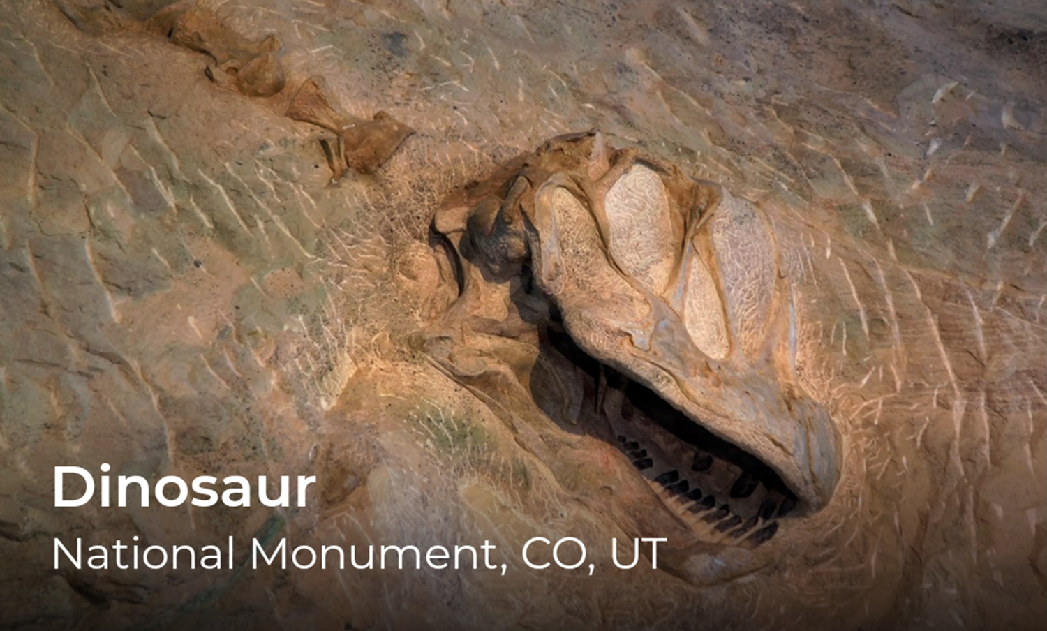 A dinosaur fossil, words in the lower left corner read Dinosaur National Monument.