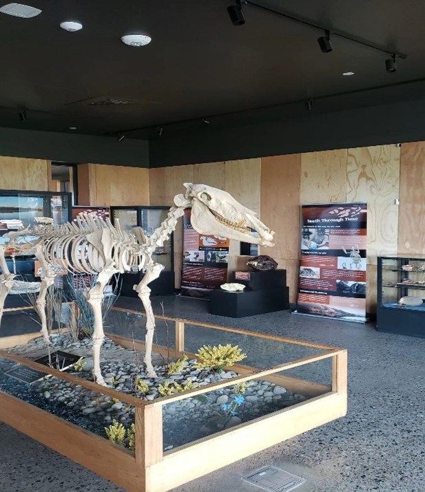 A dinosaur exhibit
