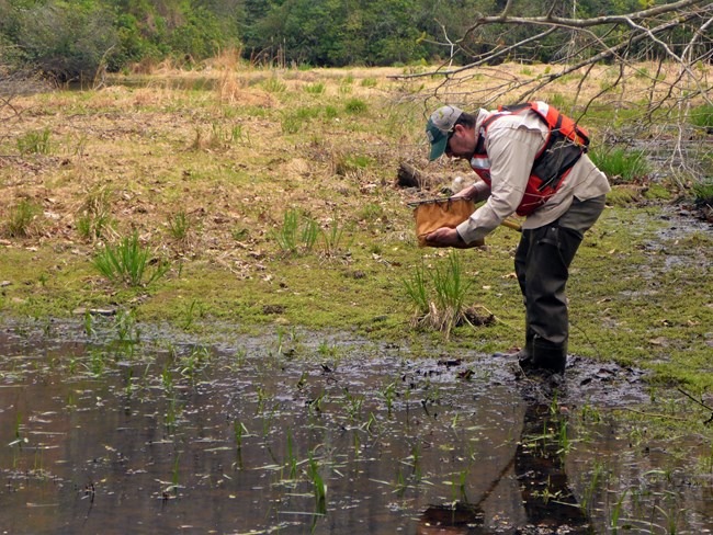 Field technician uses a dipnet to search for amphibians near a wetland.