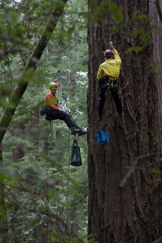 Reese Næsborg and Cameron Williams of UC Berkeley climbing an old-growth Douglas fir.