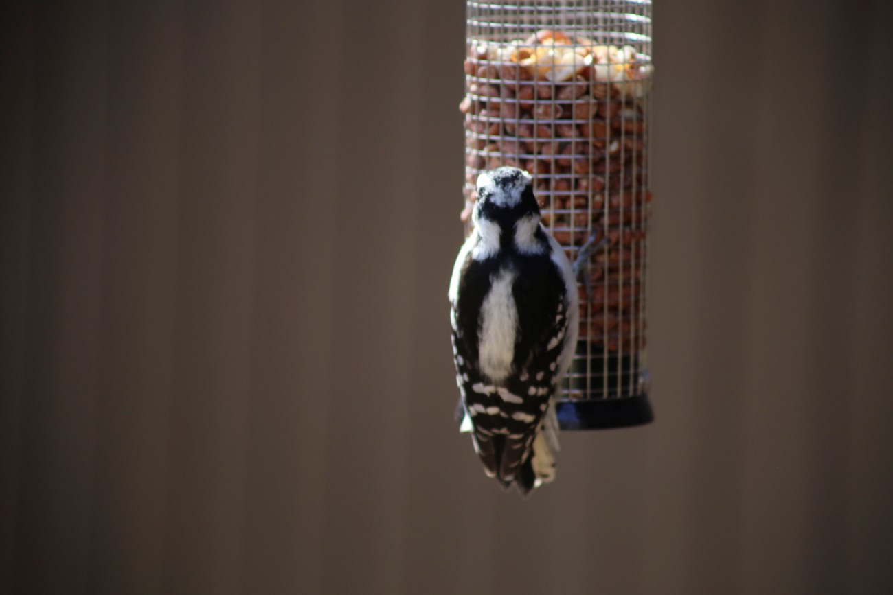 A small black and white bird faces away from the camera while perching on a tube-shaped wire birdfeeder filled with peanuts