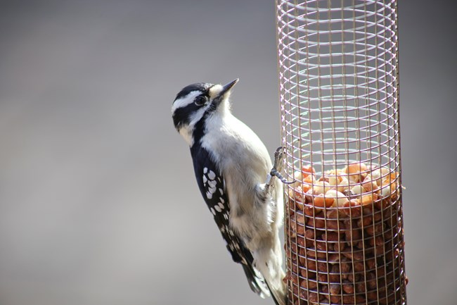 A small black and white bird perches on the left side of a tube-shaped wire birdfeeder filled with peanuts.