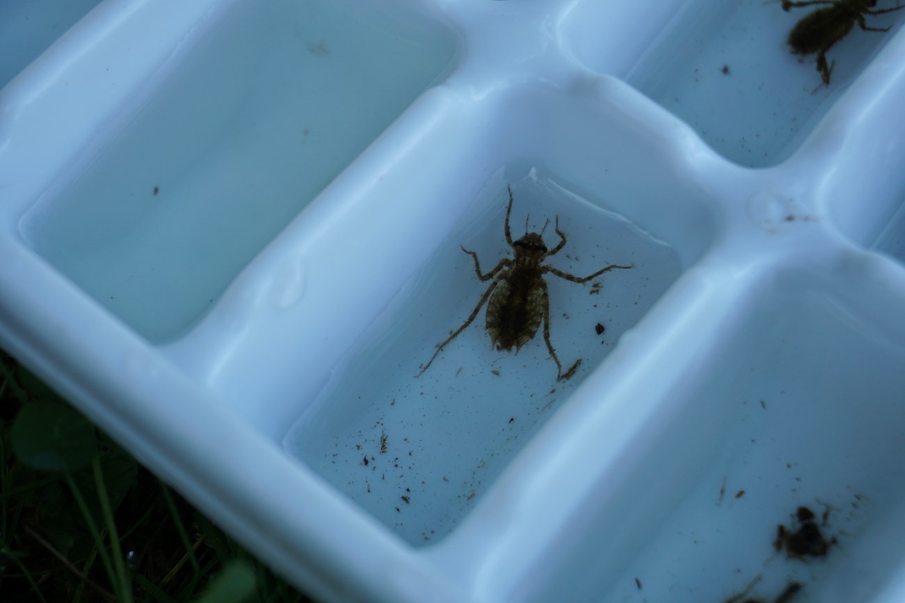 A dark brown aquatic insect with a round body and six legs sits in a white plastic tray filled with water.