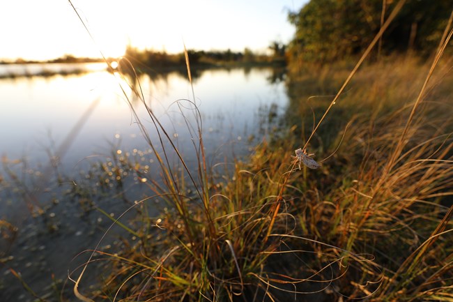 a dragonfly exoskeleton is shown on grass with water in the background