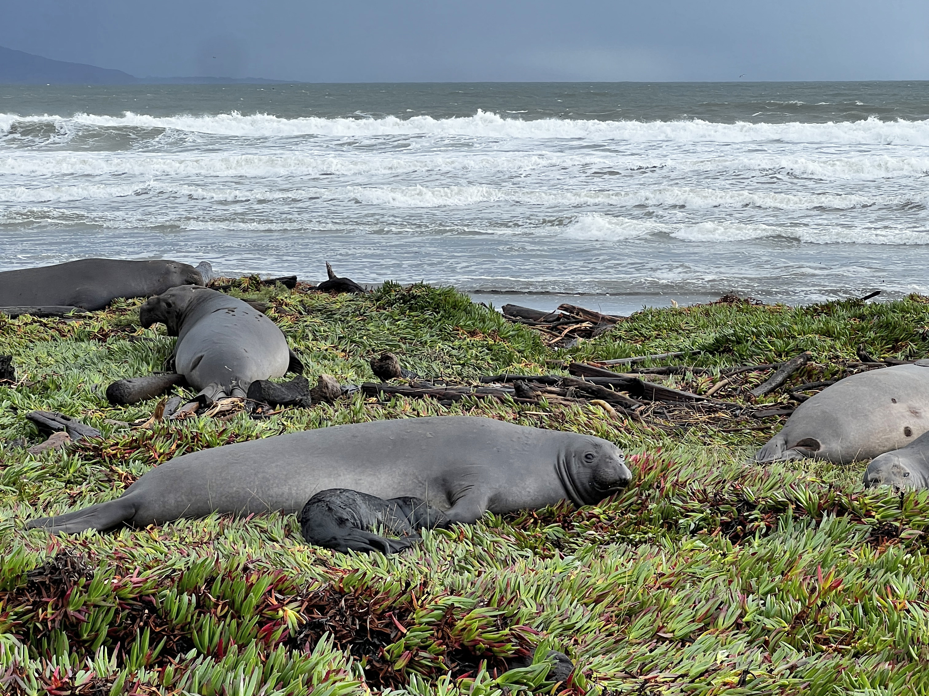 A female seal and her black pup lay on a carpet of green ice plant. Three other females are behind them, and behond them all, waves crash on the beach beneath a moody gray sky.