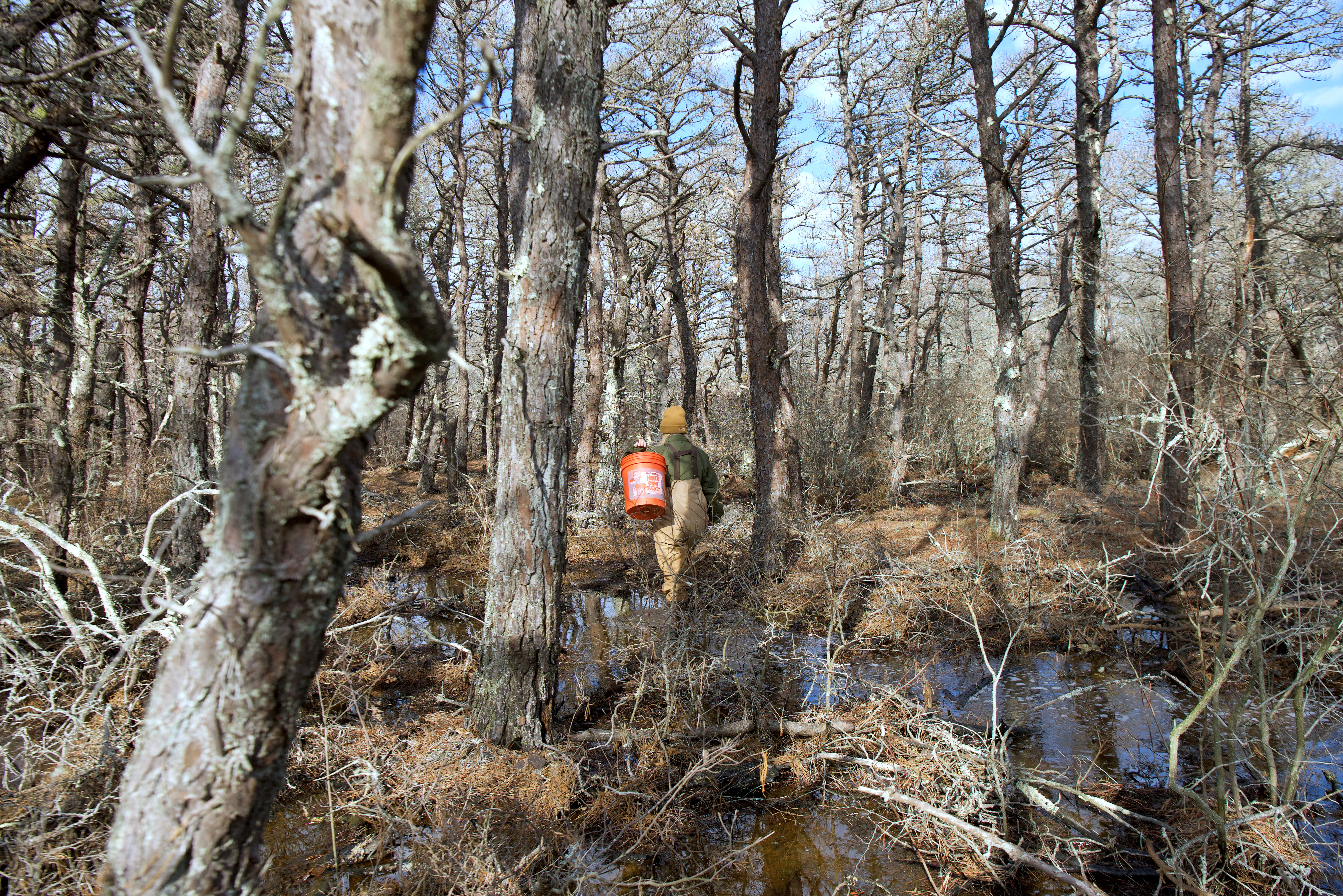 Person wearing waders carrying a bright orange bucket through a flooded forest of dead pine trees.