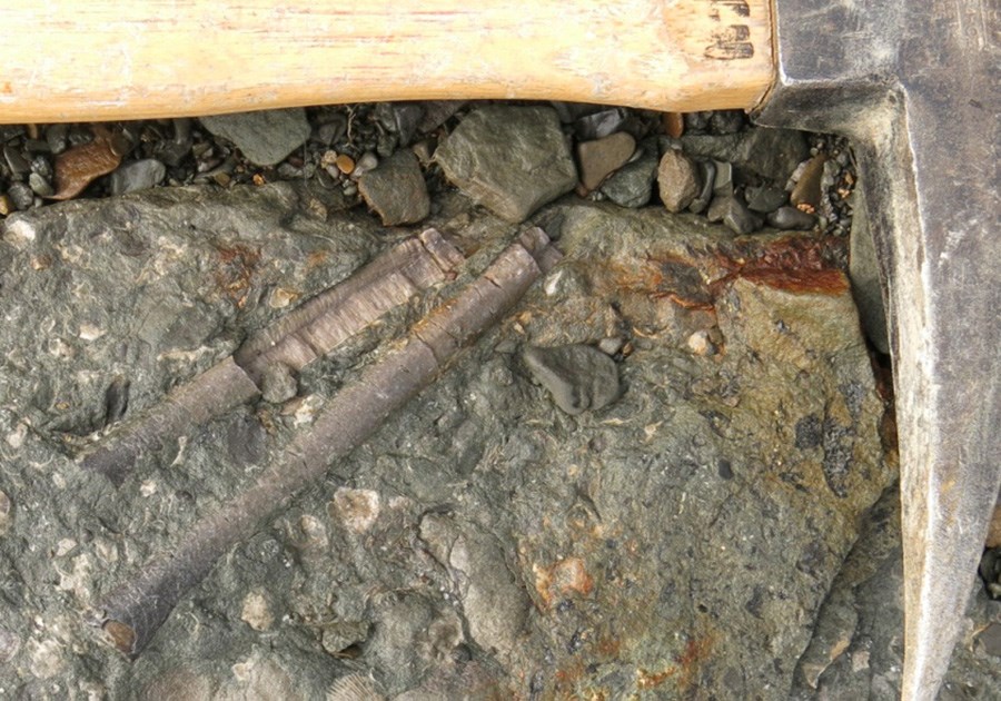 Photo of two long cylindric fossils with a rock hammer.
