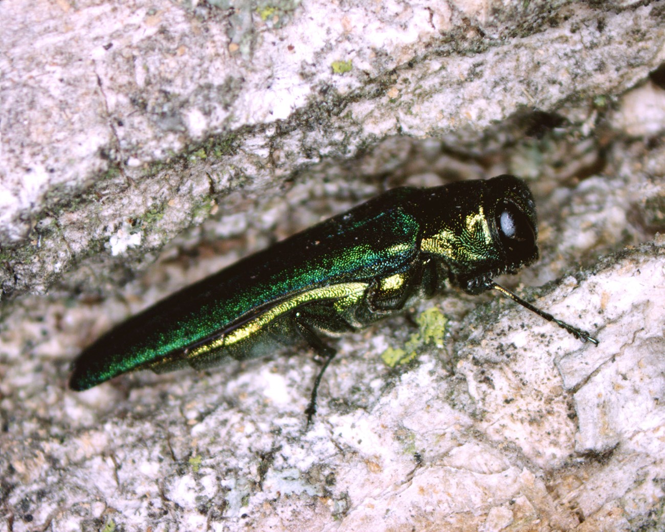 A long, shiny green beetle on tree bark