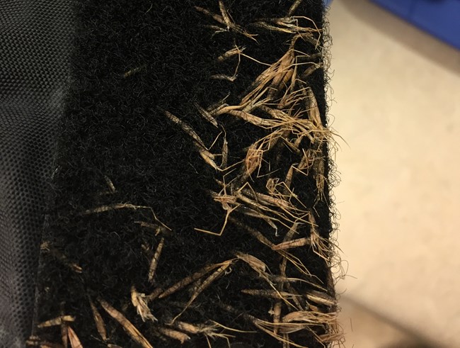 Numerous tan seeds embedded in a dark cloth material
