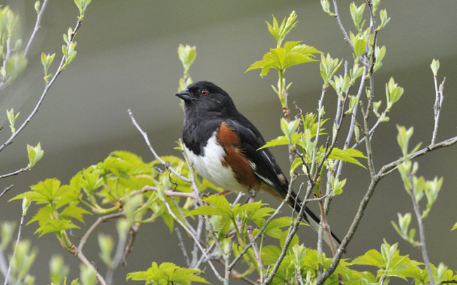 a brown, white and black bird sits in a bush with green leaves