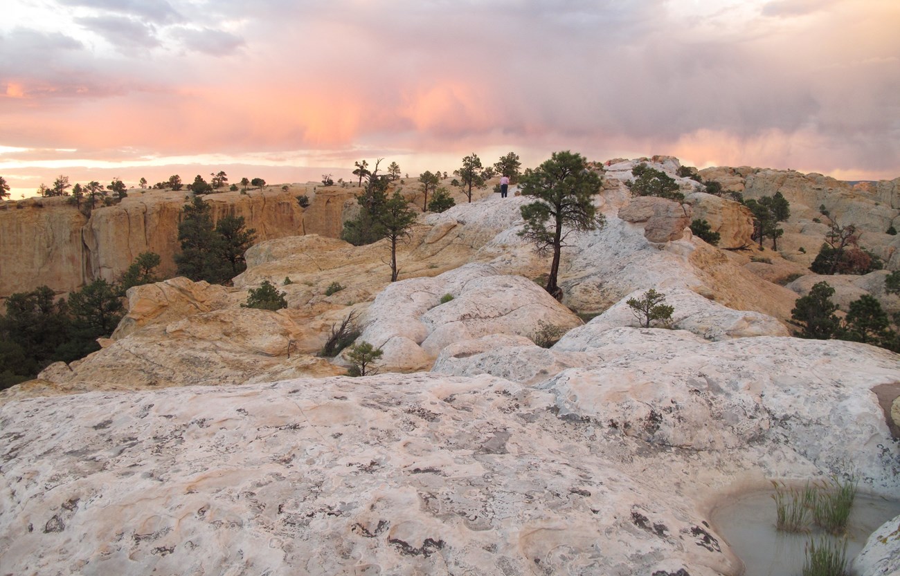 Visitor walking on a sandstone bluff top with puddles and ponderosa pines