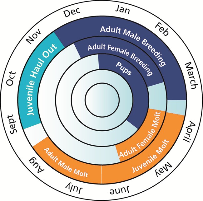 Graphic depicting the months of the year when elephant seals of different ages and sexes come ashore at Point Reyes.