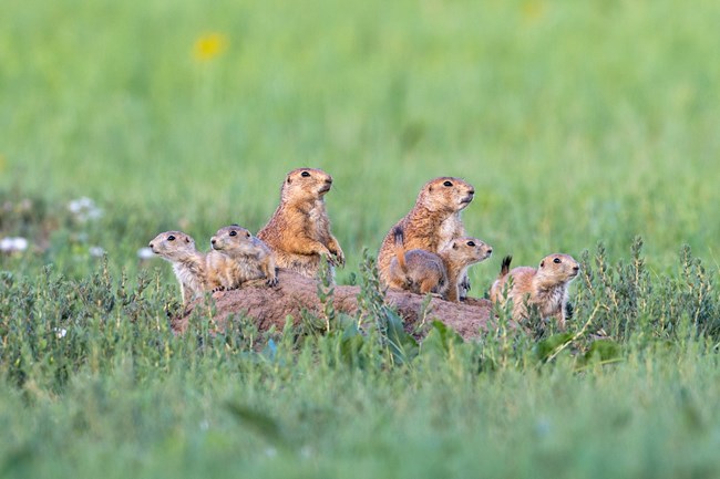 Three prairie dogs stand at attention.