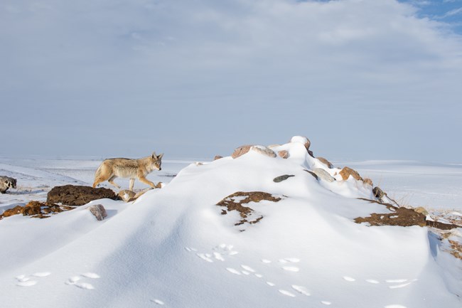 A coyote and badger pair hunting in a snowy landscape.