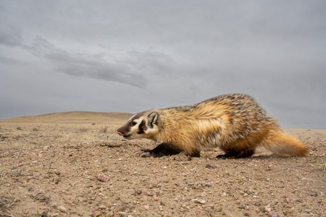 A badger facing left within an arid prairie landscape.