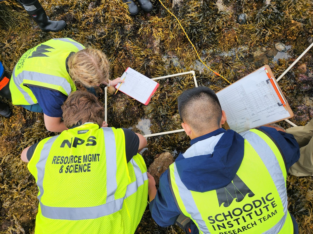 Three people in yellow vests are seen from above, crouching over to look carefully at a shore covered in brown seaweed and marked by a white square. Two of them hold clipboards.