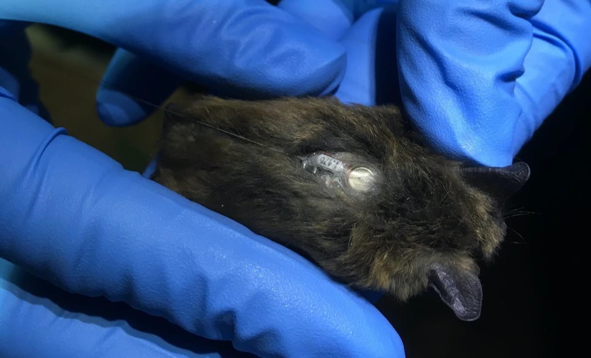 Eastern small-footed bat weighing 6-8g fitted with a glue-on radio transmitter