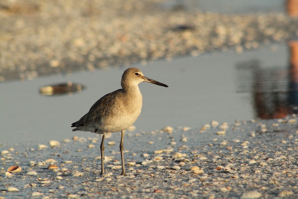 A grayish brown speckled bird with long legs and long bill stands in profile on a gravel shore next to calm water.