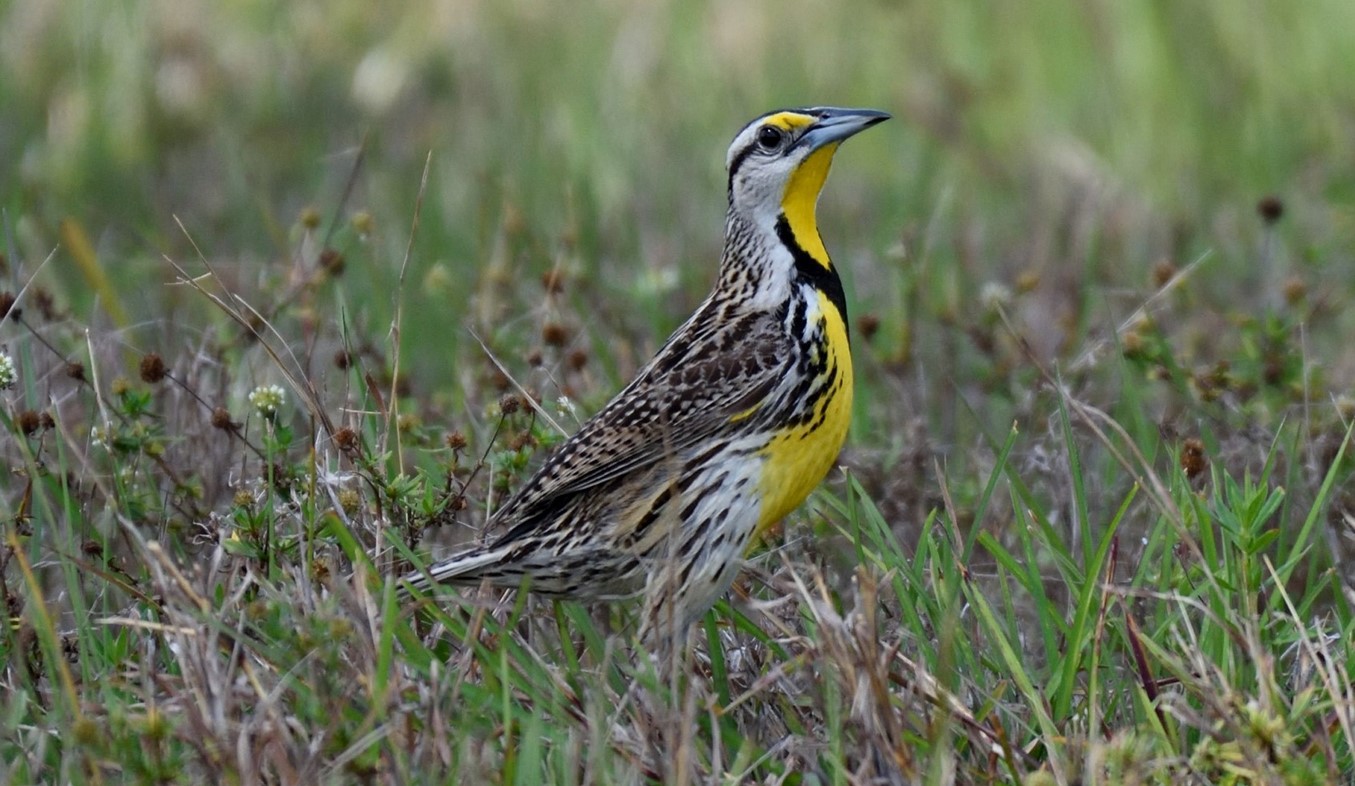 a yellow, black, brown, and white bird sits in the grass