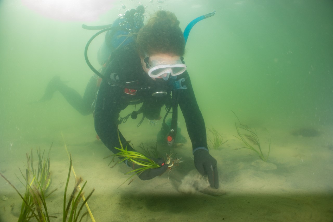 A scuba diver underwater moving a handful of grass
