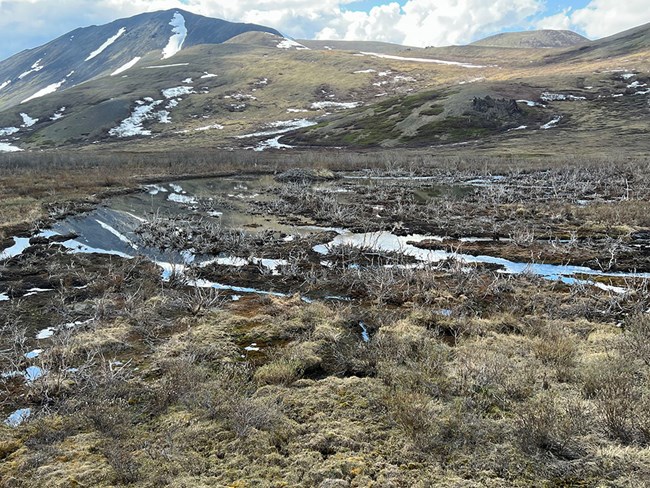 A beaver pond in Alaska
