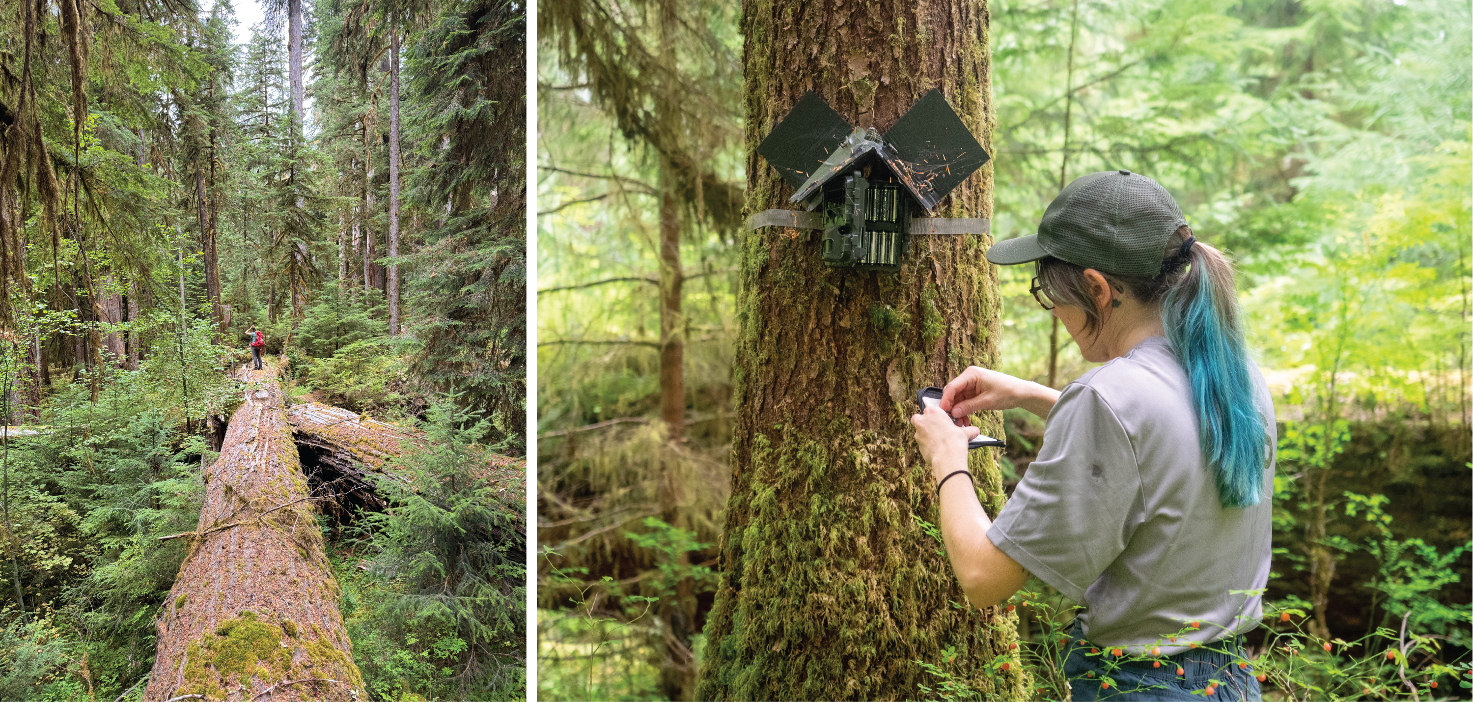 Two images. Left, a person standing on top of a very large fallen tree in a dense, mossy forest. Right, a person with a ballcap and blue ponytail placing an SD card into a small case next to a game camera opened to reveal rows of batteries.