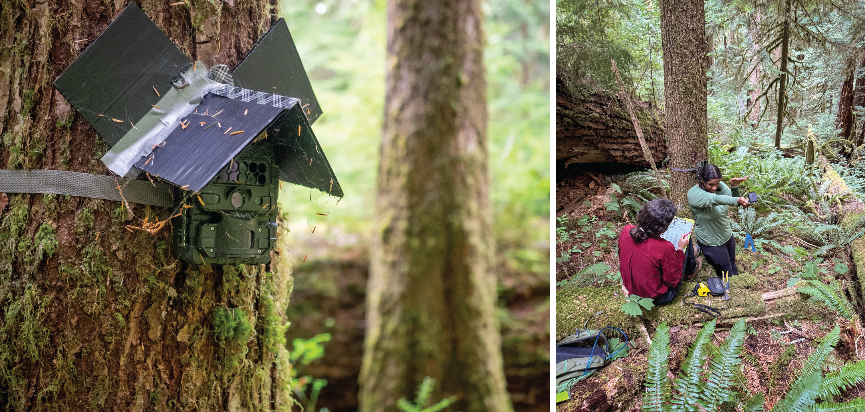 Two images. Left, a game camera with a roof of corrugated plastic strapped to a mossy tree. Right, a person with dark curly hair, light skin, and a red shirt takes notes while a person with dark braided hair, brown skin, and a green shirt uses a compass.
