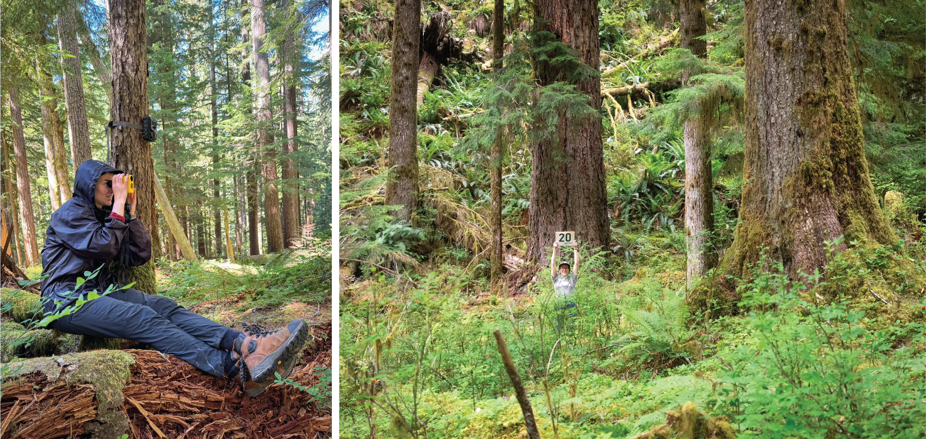 Two images. Left, a person in a black rain jacket looks through a yellow instrument; a game camera is strapped to tree behind them. Right, a person in a forest clearing with a grey t-shirt and NPS ballcap holds up a sign reading 20 meters.