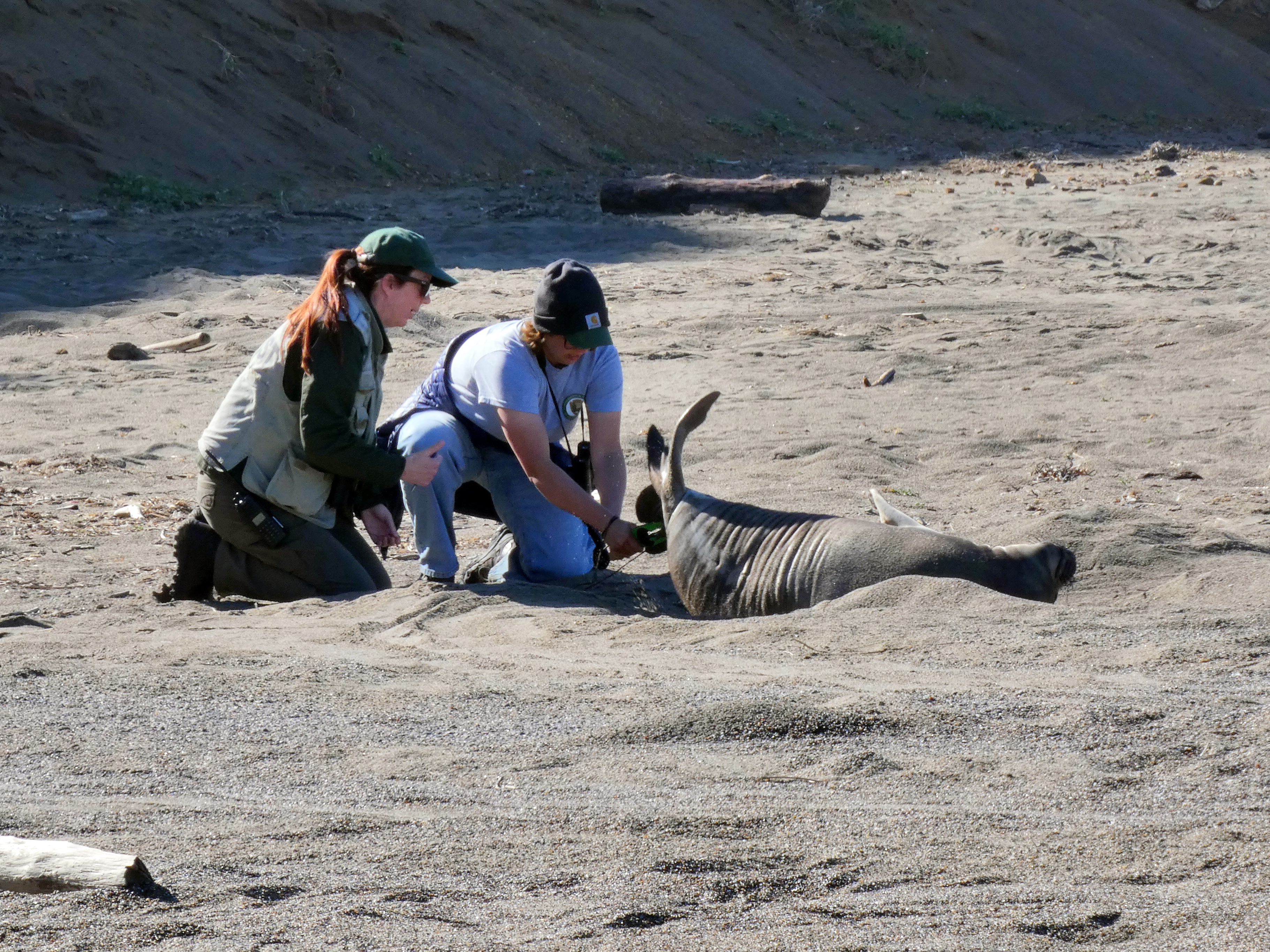 Two researchers kneel behind a weaned pup before applying a flipper tag.