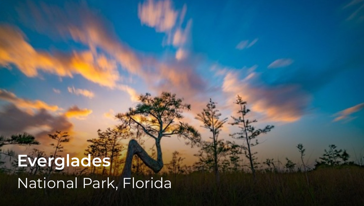 A silhouette of a tree with a sunset. Everglades is written in the lower left.