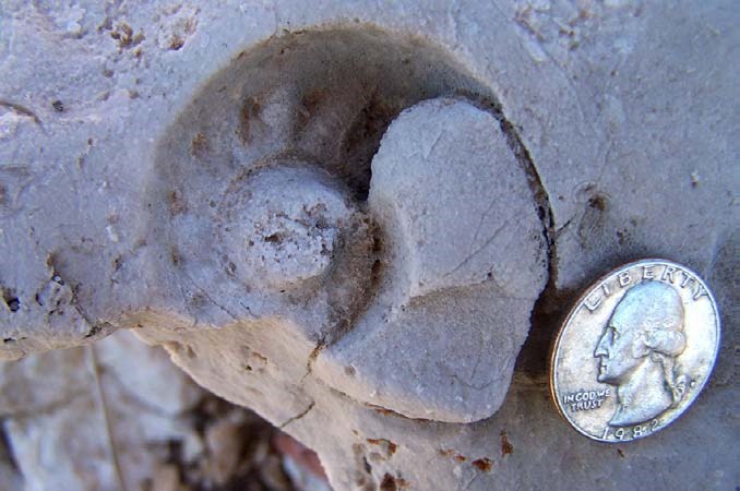 External mold of a nautiloid. Capitan Limestone, Guadalupe Mountains National Park.