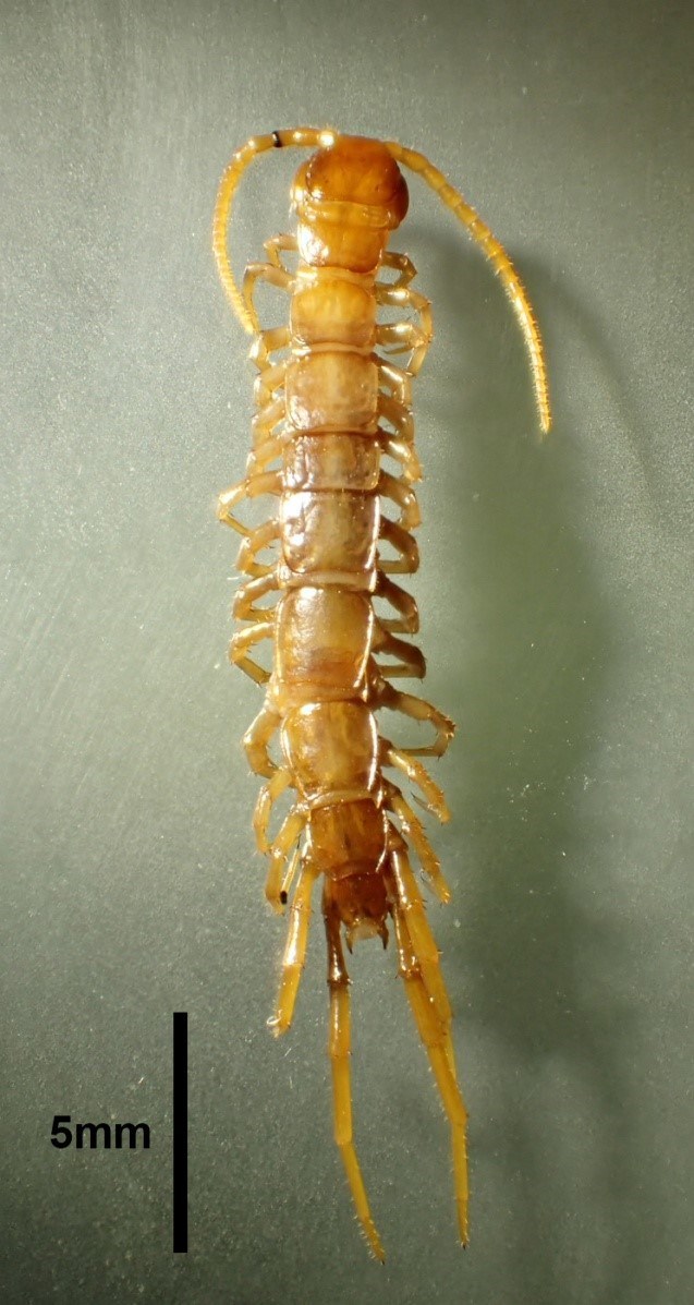 A female Bothropolys permundus centipede