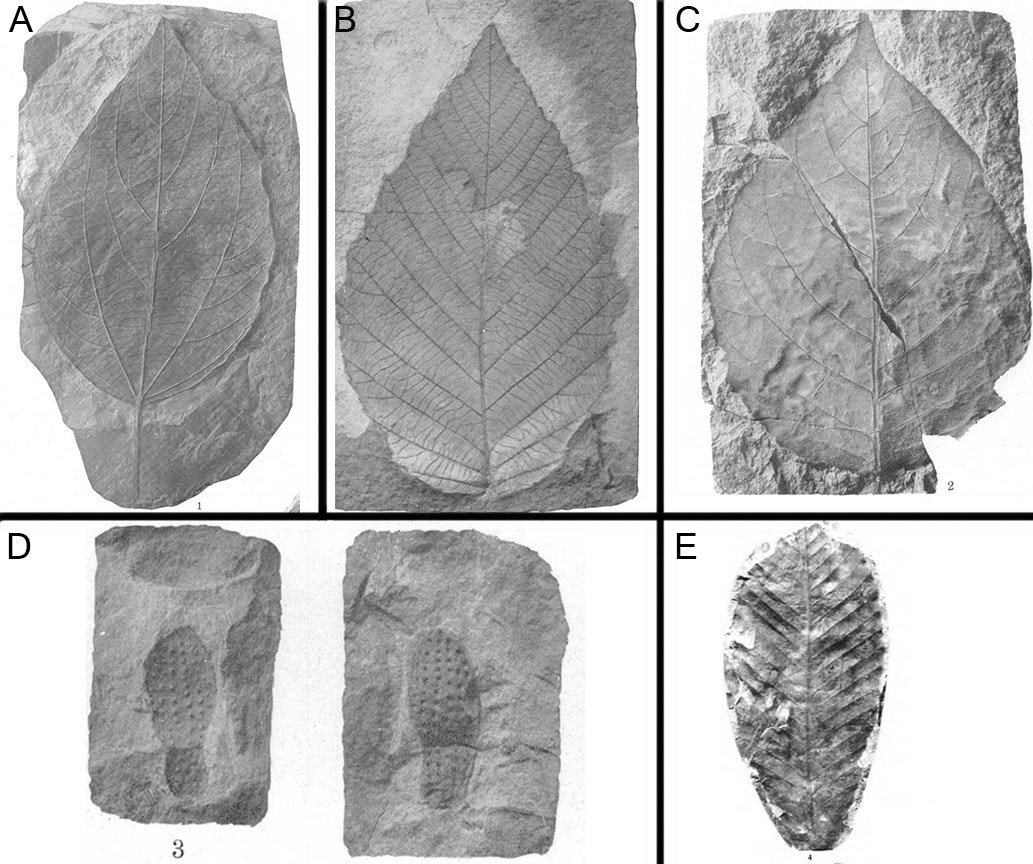 Six photos of fossil plants.