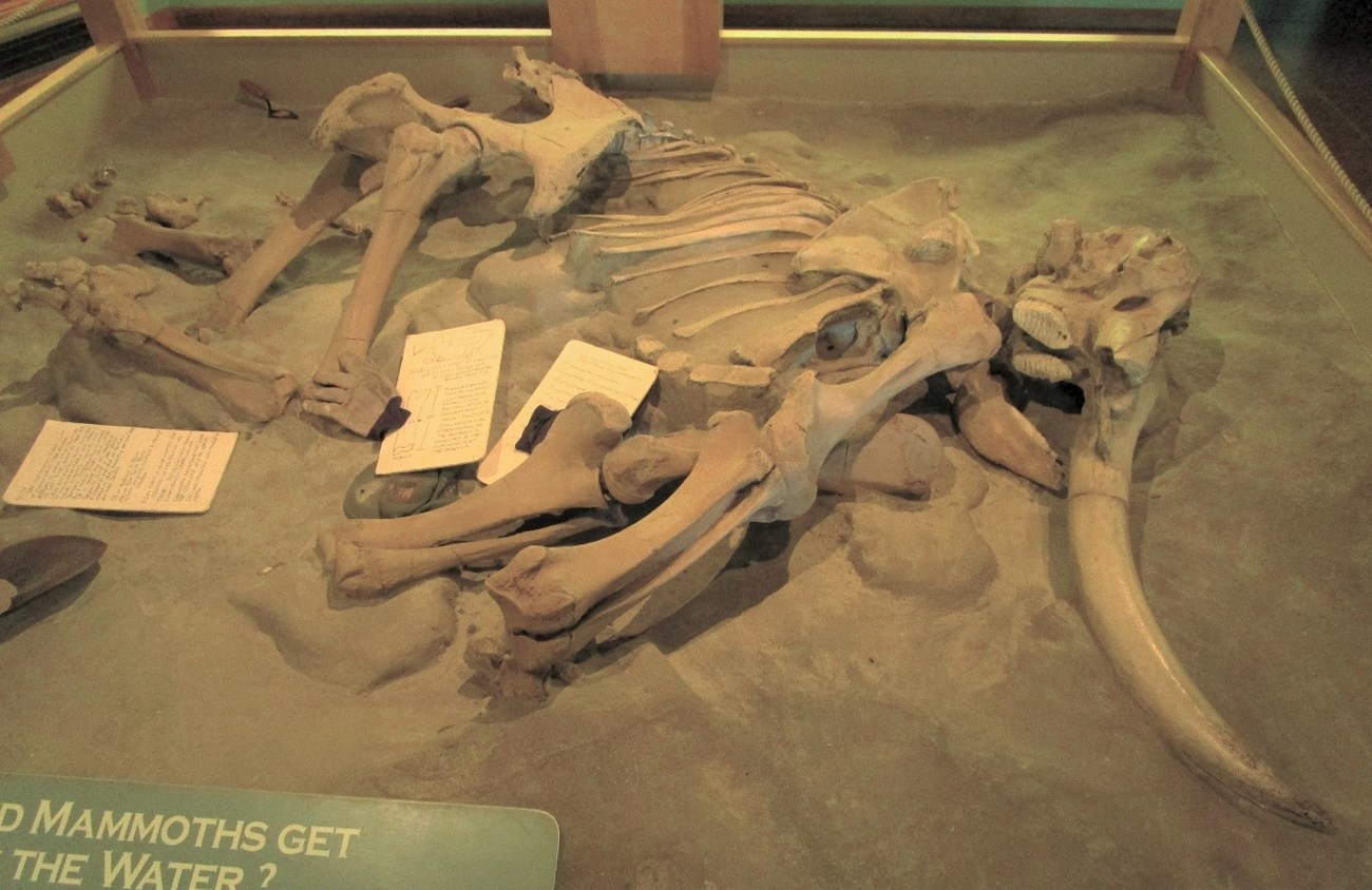 pygmy mammoth fossils in a visitor center display