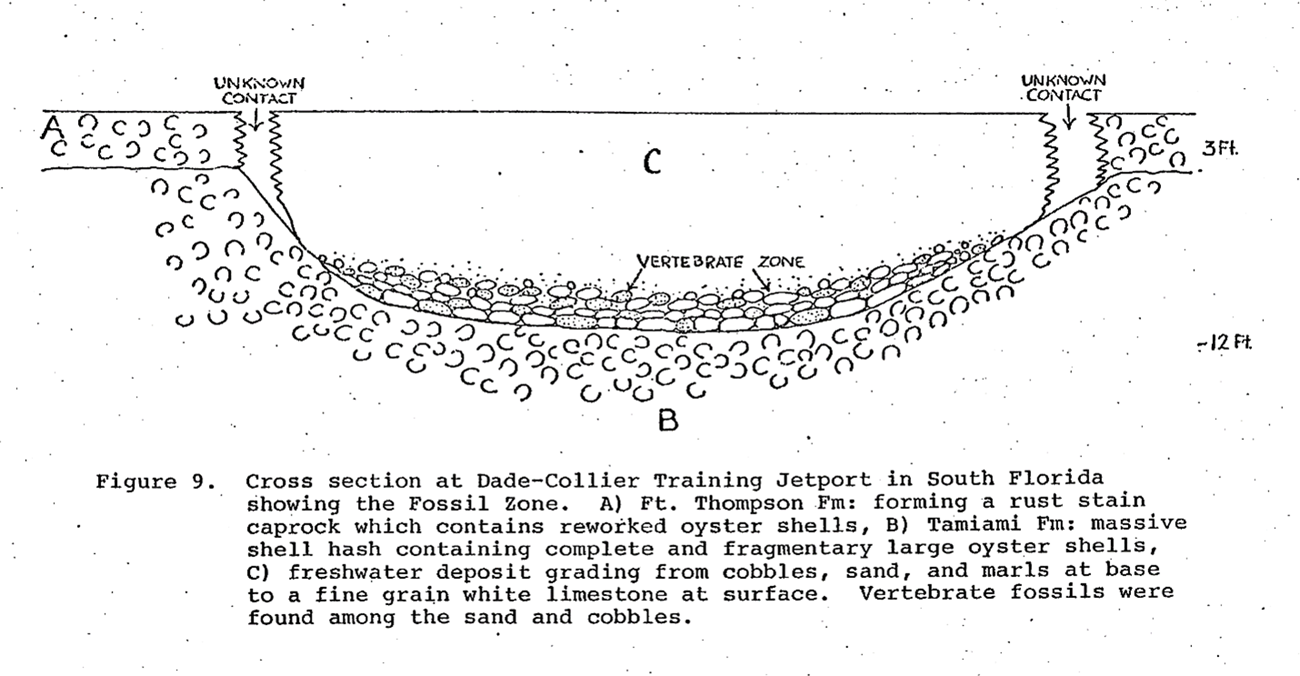 Drawing of a cross section of the fossil site.