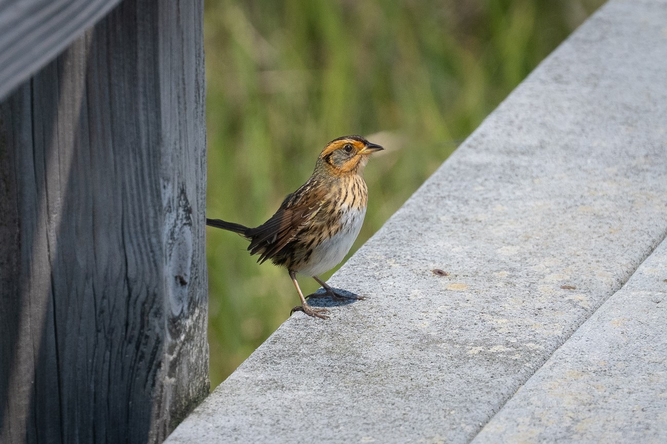 A small brown, tan and orange bird perched on the edge of a wooden boardwalk with marsh grasses in the background
