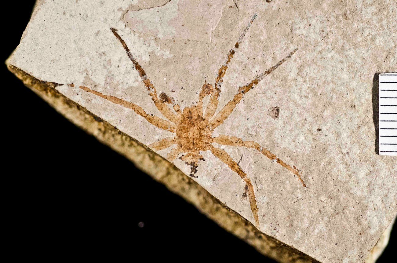 Photo of a fossil spider