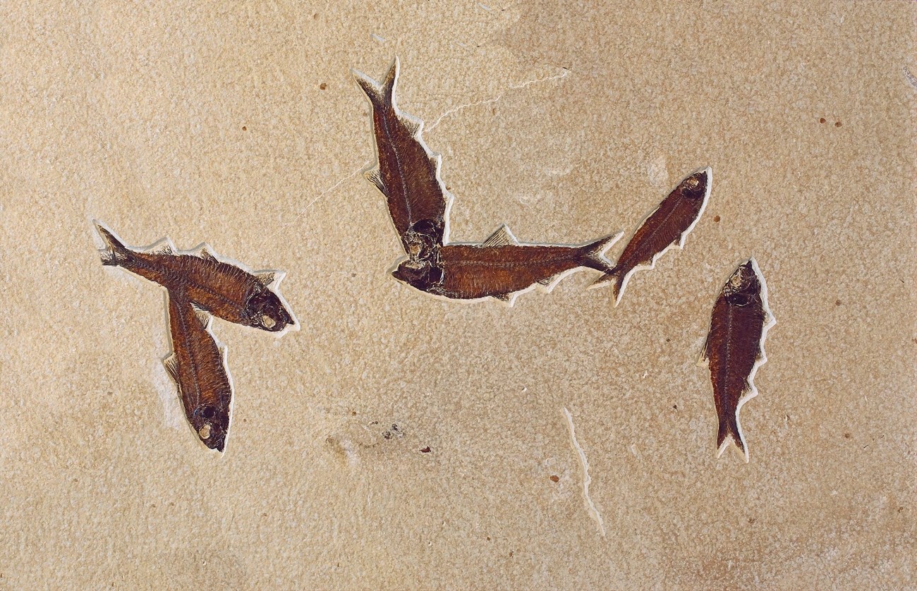 Photo of fossil fish on a rock slab