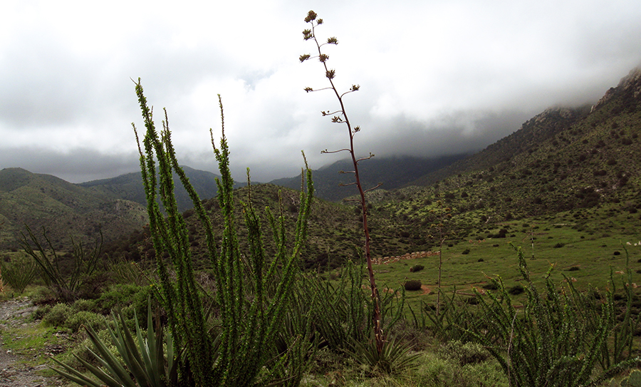 Lush desert plants, including leafed out ocotillo stalks, grass, and shrubs, covering rolling foothills below a stormy sky with clouds obscuring mountain tops. A tall agave flowering stalk extends from a spiky agave plant.