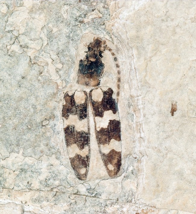 Photo of a fossil insect.