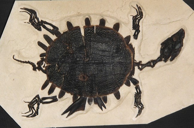 A turtle fossil from Fossil Butte National Monument.