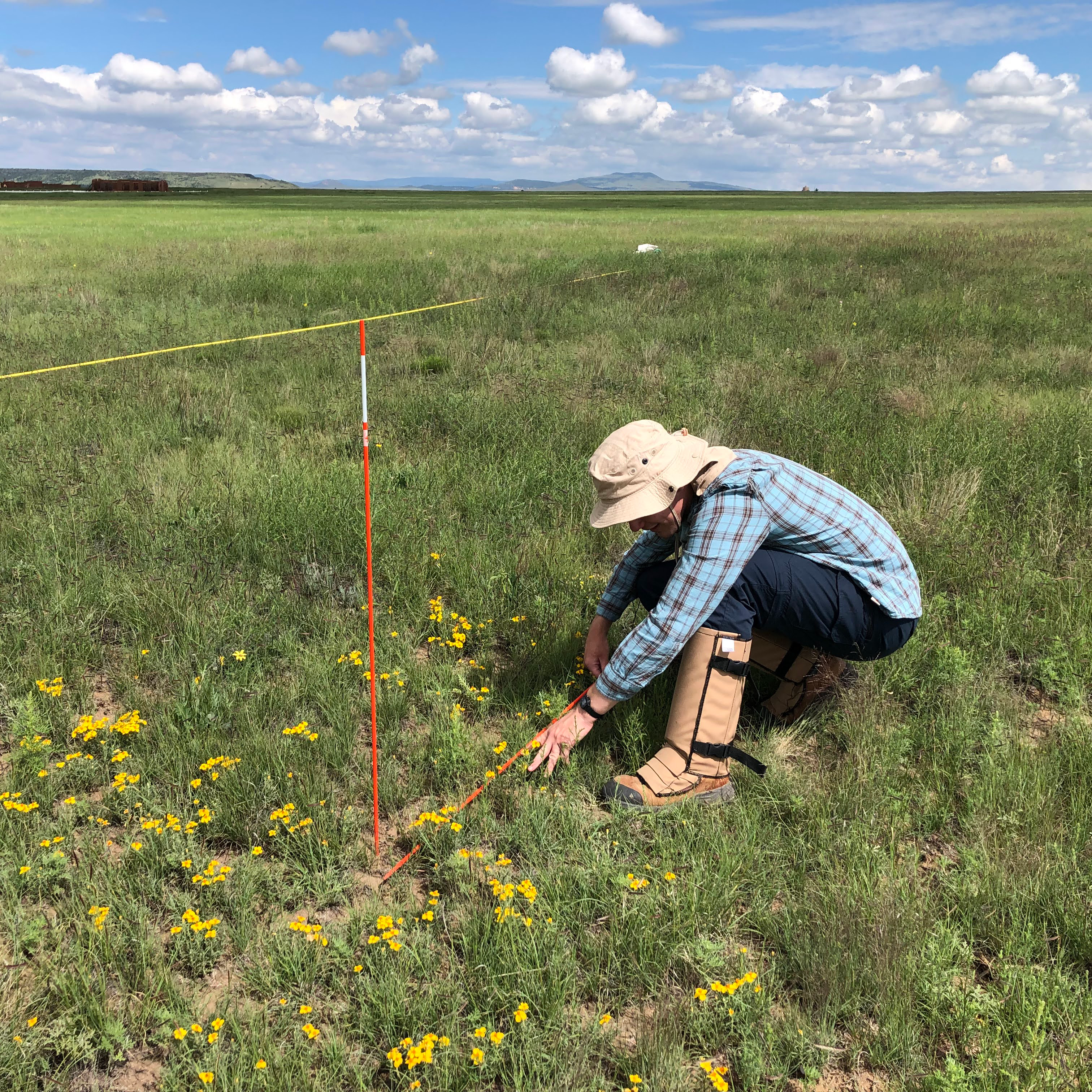 A biologist measures grasses and flowers.