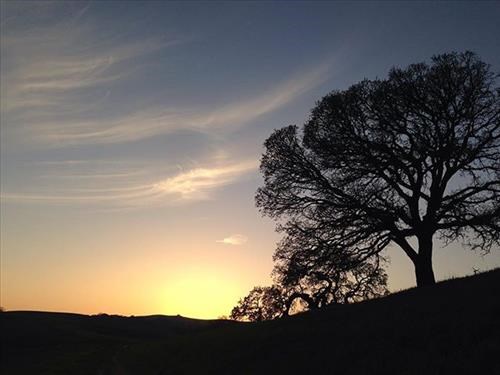 Sunset through the trees