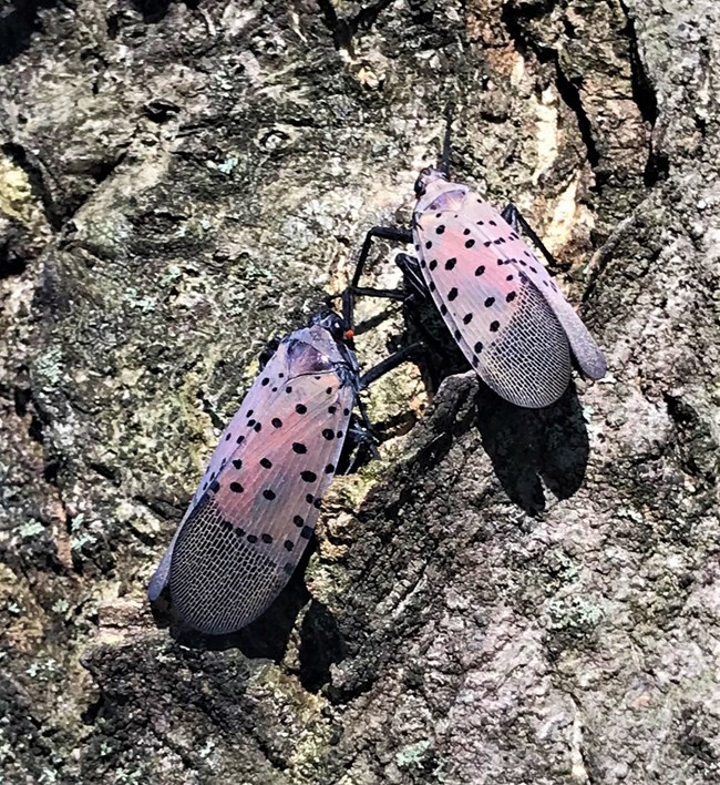 two winged insects with spots sit on tree bark