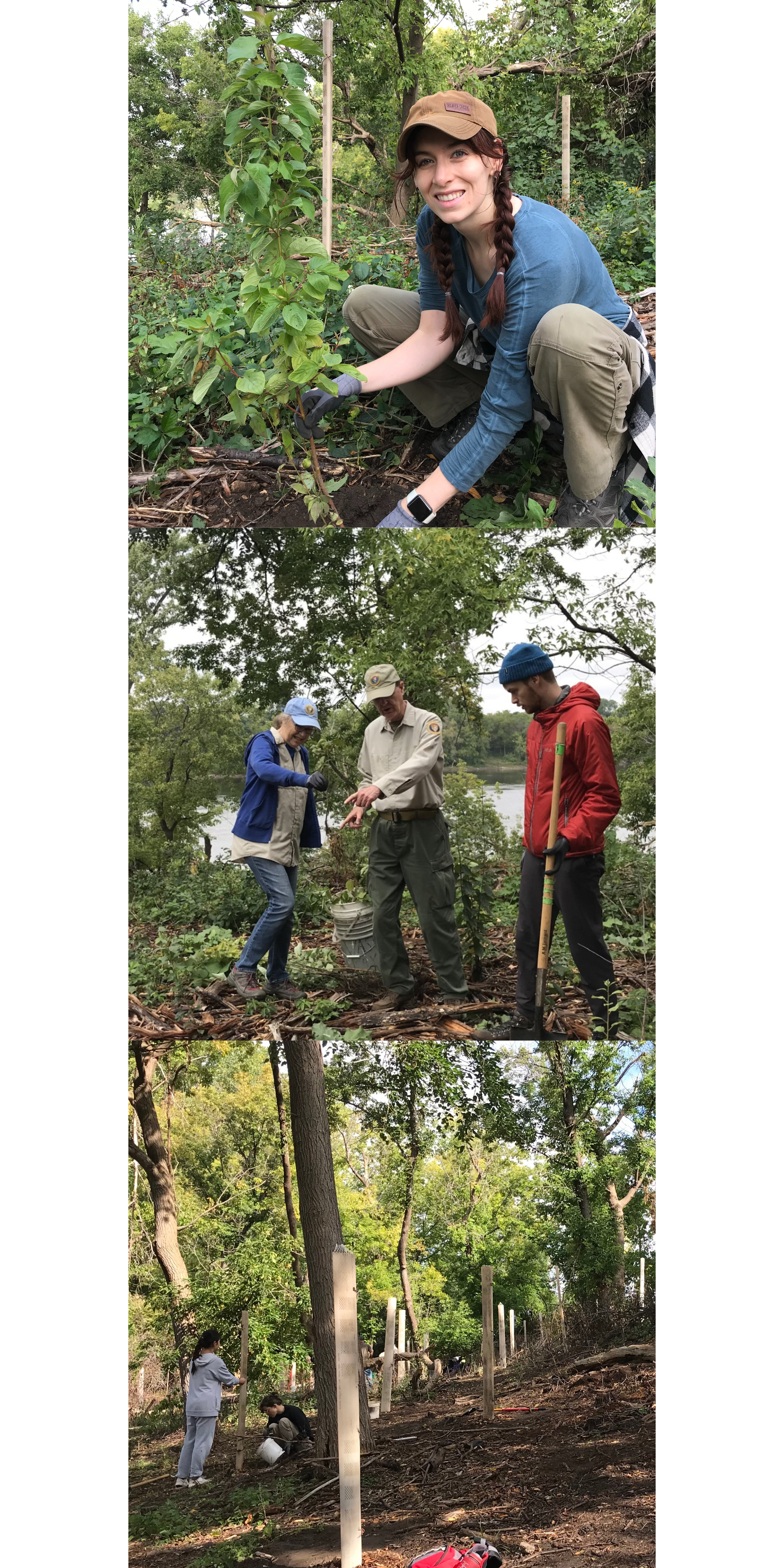 A photo collage of volunteers performing vegetation removal on National Public Lands Day at Mississippi National River and Recreation Area.